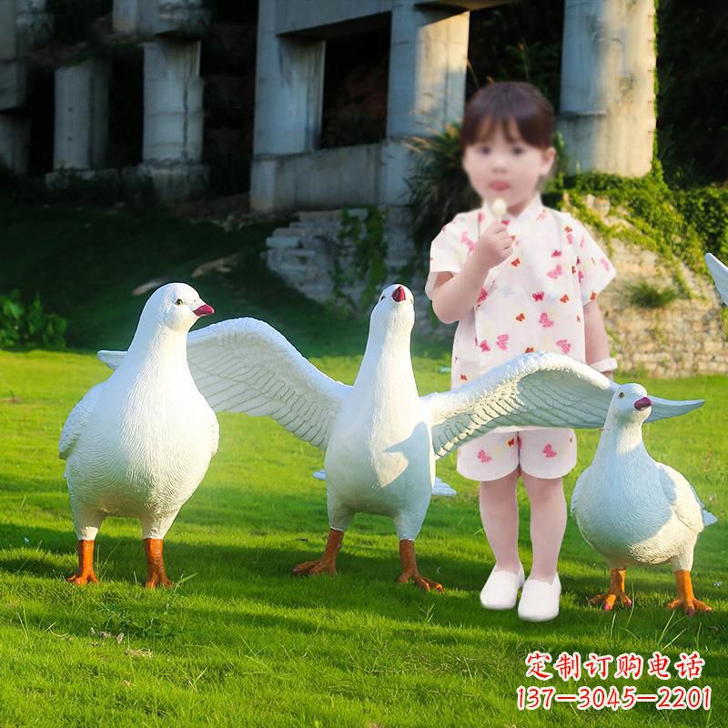 黄冈和平鸽唤醒内心的宁静