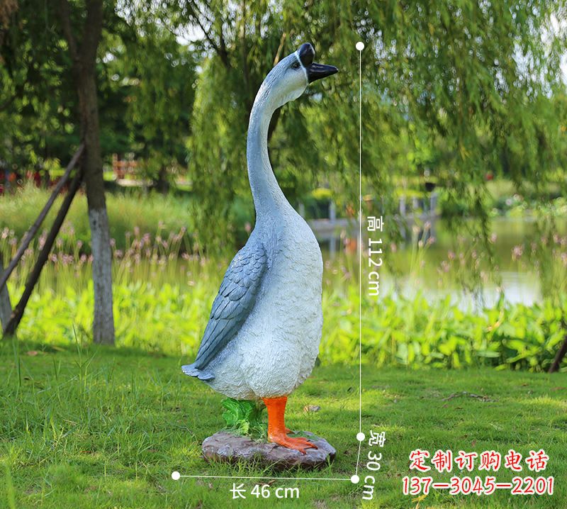 黄冈站立立脖灰色天鹅
